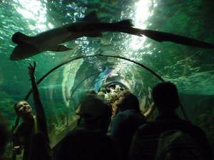 Puerto de la Cruz, Loro Parque