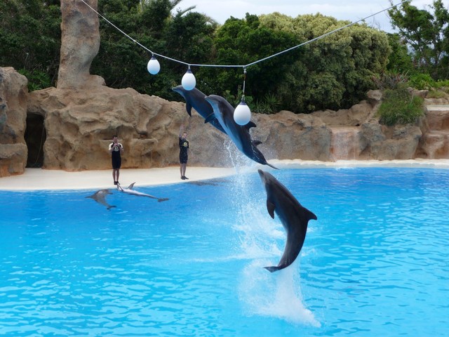 Puerto de la Cruz, Loro Parque 