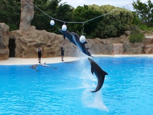 Puerto de la Cruz, Loro Parque 