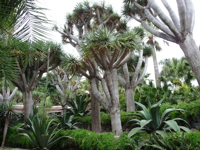 Puerto de la Cruz, Loro Parque 