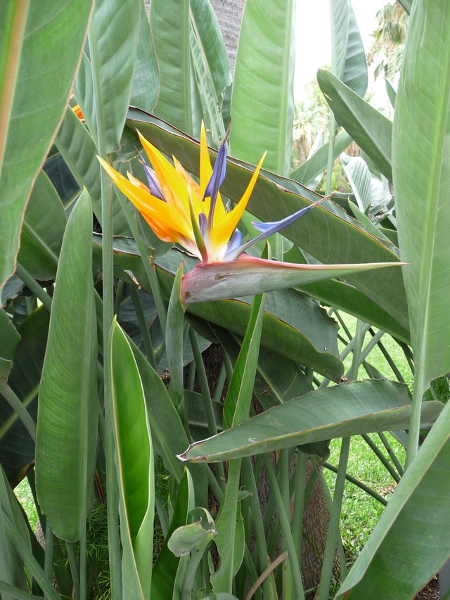 Puerto de la Cruz, Loro Parque 