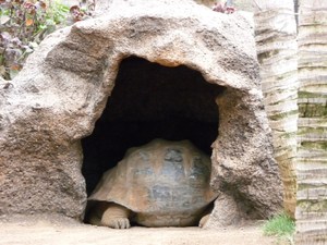 Puerto de la Cruz, Loro Parque 