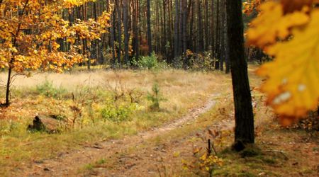 Jesien – Suliszów, Polska