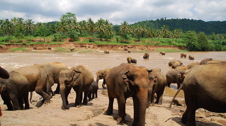 słonie – Pinnawala, Sri Lanka