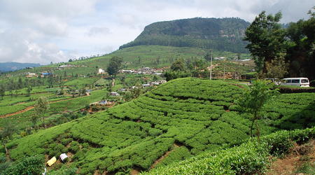 wzgórza herbaciane – Nuwara Eliya, Sri Lanka