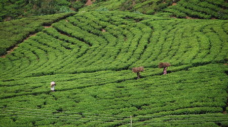 herbata – Nuwara Eliya, Sri Lanka