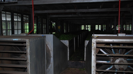 suszenie – Nuwara Eliya, Sri Lanka