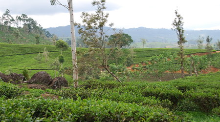 plantacja herbata – Nuwara Eliya, Sri Lanka