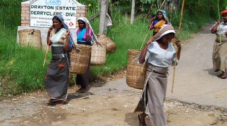 z uzbieraną herbatą – Nuwara Eliya, Sri Lanka