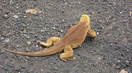 Galapagos – Ekwador