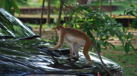 przyszły kierowca – Anuradhapura, Sri Lanka