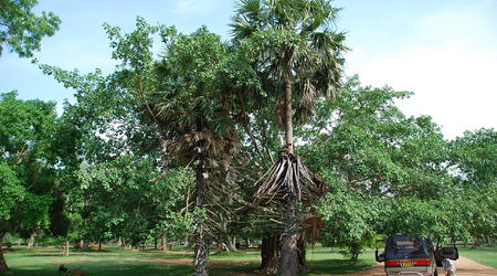 palmy – Anuradhapura, Sri Lanka