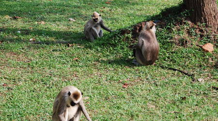 mieszkańcy starożytnego miasta – Anuradhapura, Sri Lanka