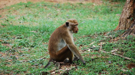 małpka – Polonnaruwa, Sri Lanka