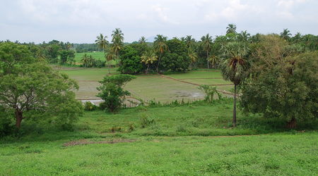 pola ryżowe – Polonnaruwa, Sri Lanka