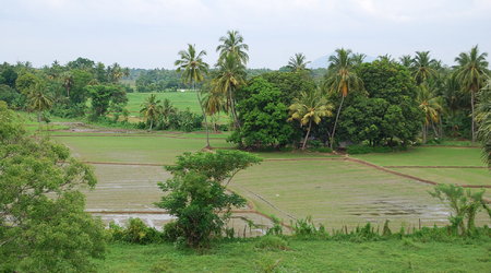 pola ryżowe – Polonnaruwa, Sri Lanka