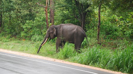 to jest dziki słoń, który wyszedł nam na drogę – Polonnaruwa, Sri Lanka