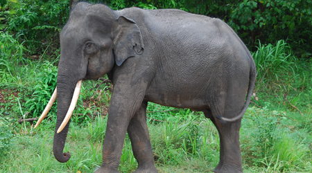 to jest dziki słoń, który wyszedł nam na drogę – Polonnaruwa, Sri Lanka
