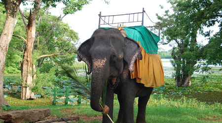 słoń z przerażeniem w oczach – Habarana, Sri Lanka