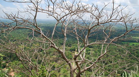 438169 - Sigiriya ósmy cud świata – Sri Lanka