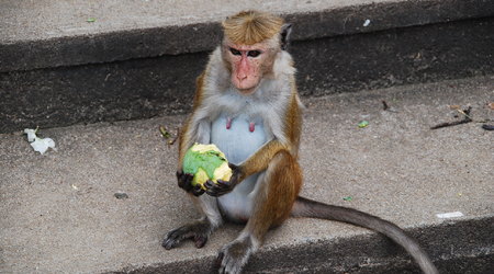 obiadek – Dambulla, Sri Lanka