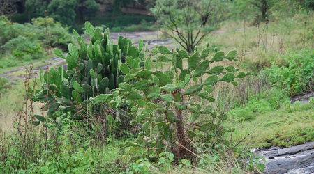 kaktus – Dambulla, Sri Lanka