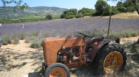 Lawendowe pola – Prowansja, Francja