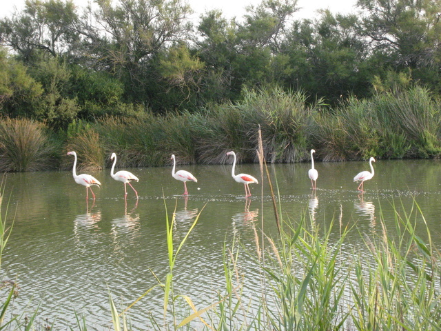 Camargue