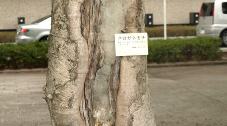 Drzewa feniksa ze sladami spalenia – Japonia