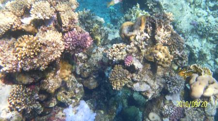Morze Czerwone – Marsa Alam, Egipt