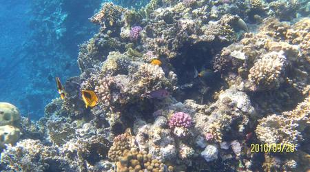Morze Czerwone – Marsa Alam, Egipt