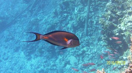 Morze Czerwone – Marsa Alam, Egipt