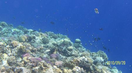 Morze Czerwone – Marsa Alam, Egipt