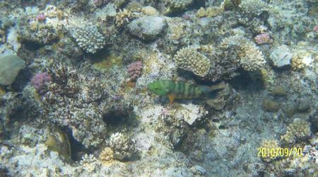 Morze Czerwone – Marsa Alam, Egipt