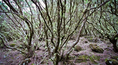 Wędrówka wzdłuż levad – Parque ecologico do funchal, Portugalia
