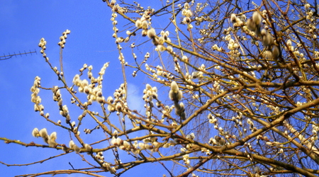Wiosna - Lubawa – Polska