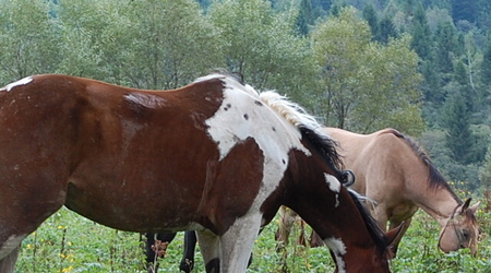Bieszczady – Polska
