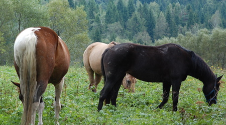 Bieszczady – Polska