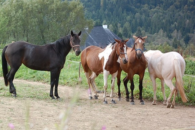 Bieszczady 