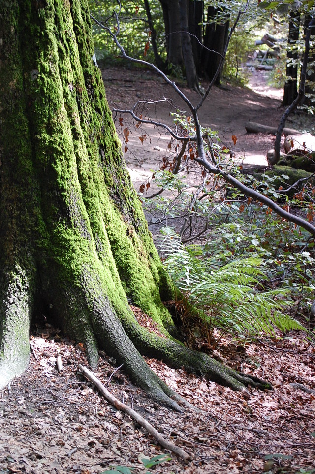 Bieszczady 