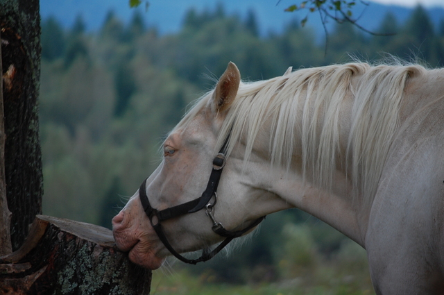 Bieszczady 