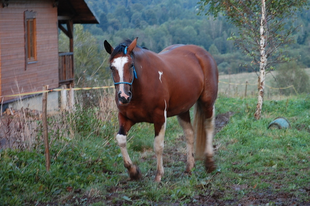 Bieszczady 