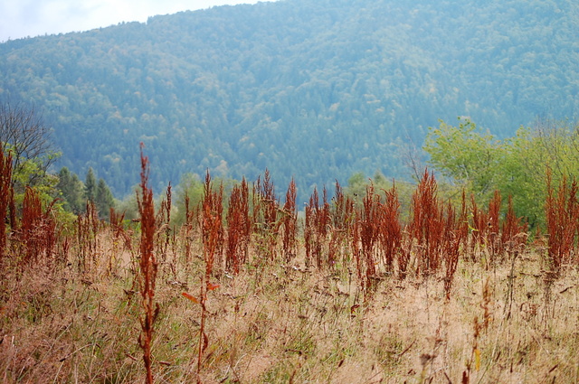 Bieszczady 