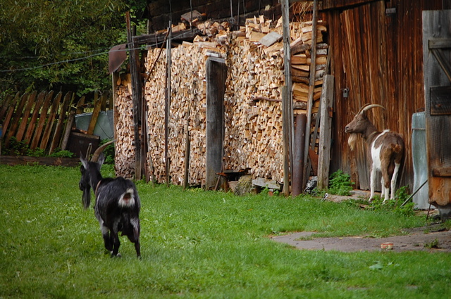 Bieszczady 