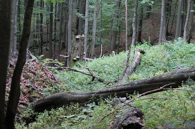 Bieszczady 