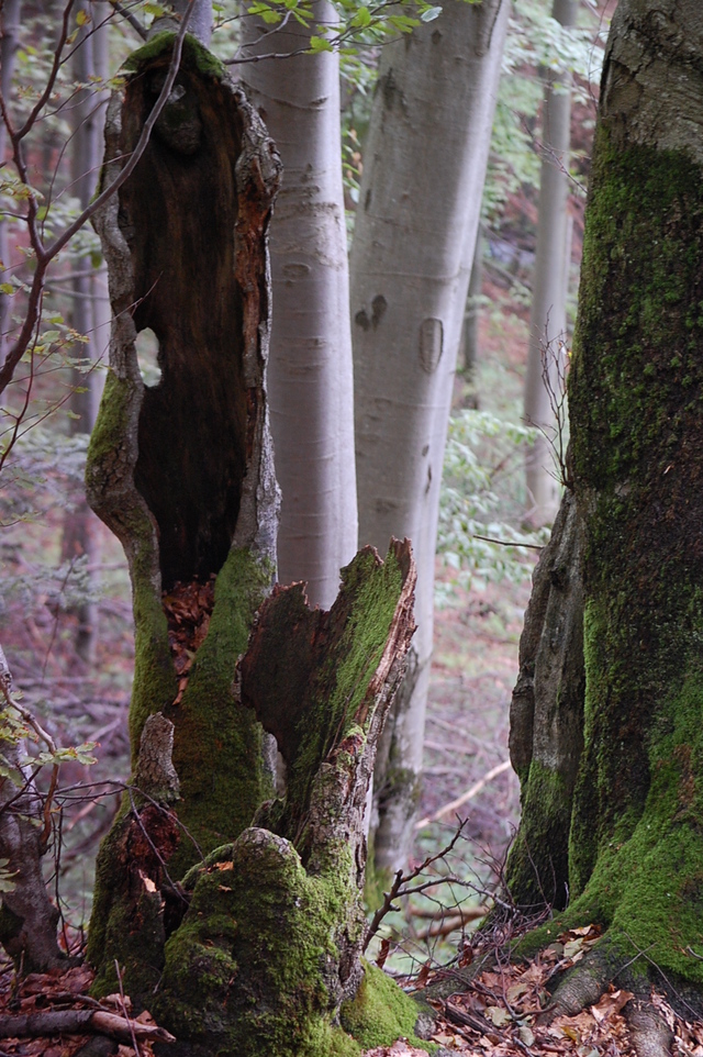 Bieszczady 