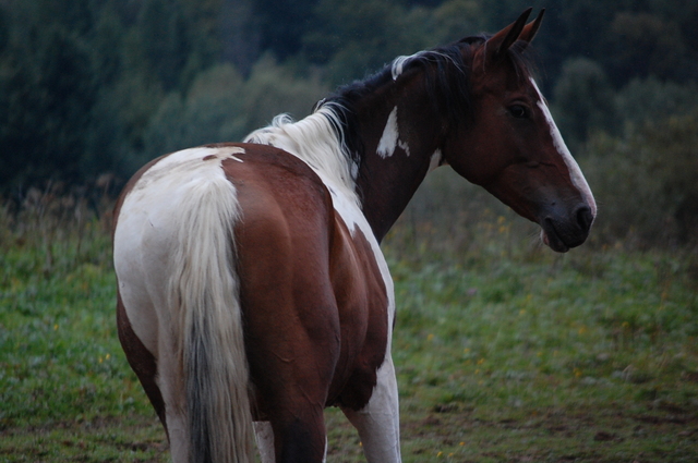 Bieszczady 