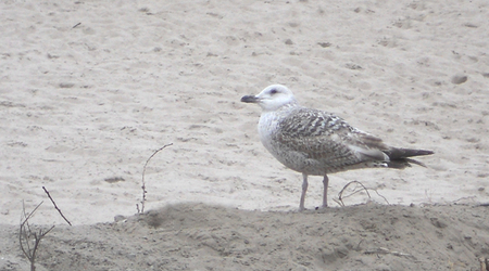 Dscn0144 – Unieście, Polska