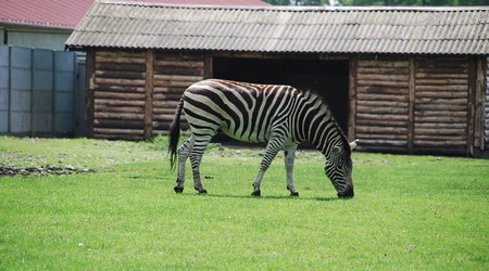 zebra jaka jest każdy widzi....... – Świerkocin, Polska