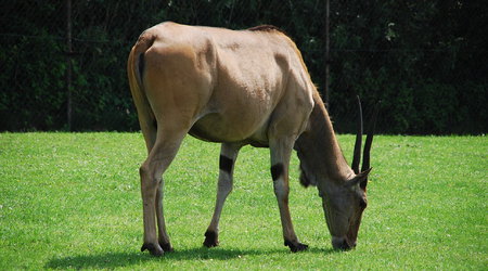 antylopa – Świerkocin, Polska